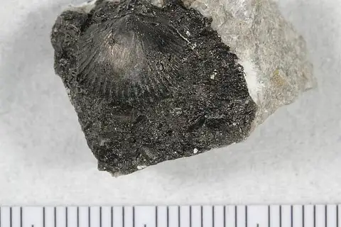 Dokumentasi USNM PAL116853C dengan identifikasi pada sumber Hesperorthis costalis. Isi dan label gambar dipertahankan.