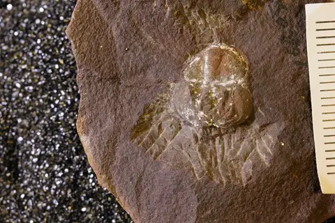 Dokumentasi YPM IP 168050 dengan identifikasi pada sumber Liomesaspis laevis. Isi dan label gambar dipertahankan.
