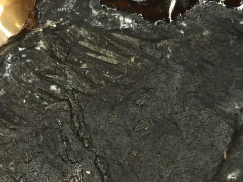 Dokumentasi YPM IP 000233 dengan identifikasi pada sumber Cryptolithus tessellatus. Isi dan label gambar dipertahankan.