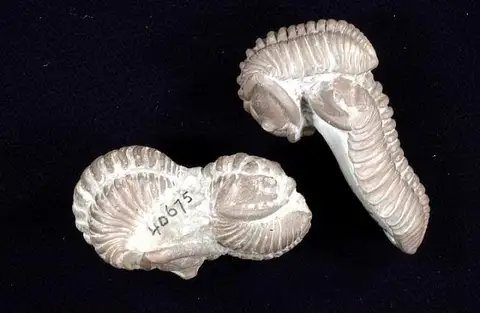 Dokumentasi USNM PAL40675A dengan identifikasi pada sumber Calymene callicephala. Isi dan label gambar dipertahankan.