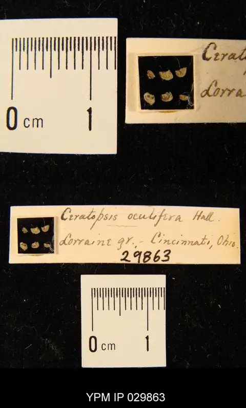 Dokumentasi YPM IP 029863 dengan identifikasi pada sumber Ceratopsis oculifera. Isi dan label gambar dipertahankan.