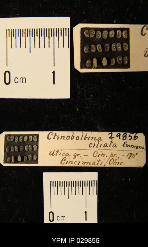 Dokumentasi YPM IP 029856 dengan identifikasi pada sumber Ctenobolbina ciliata. Isi dan label gambar dipertahankan.