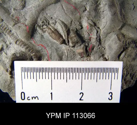 Dokumentasi YPM IP 113066 dengan identifikasi pada sumber Cincinnaticrinus varibrachialus. Isi dan label gambar dipertahankan.