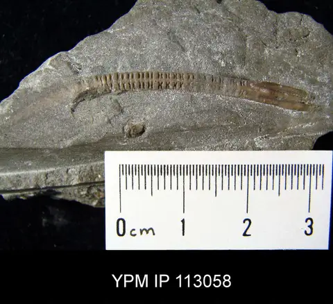 Dokumentasi YPM IP 113058 dengan identifikasi pada sumber Heterocrinus juvenis. Isi dan label gambar dipertahankan.
