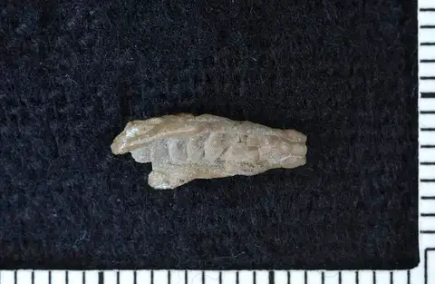 Dokumentasi USNM S2082B dengan identifikasi pada sumber Ohiocrinus brauni. Isi dan label gambar dipertahankan.