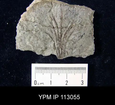 Dokumentasi YPM IP 113055 dengan identifikasi pada sumber Ectenocrinus simplex. Isi dan label gambar dipertahankan.