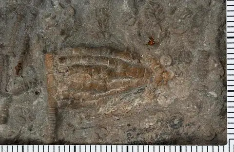 Dokumentasi USNM PAL87198 dengan identifikasi pada sumber Drymocrinus manitoulinensis. Isi dan label gambar dipertahankan.