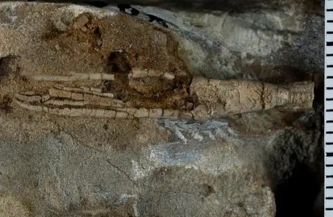Dokumentasi USNM PAL89876 dengan identifikasi pada sumber Sygcaulocrinus typus. Isi dan label gambar dipertahankan.