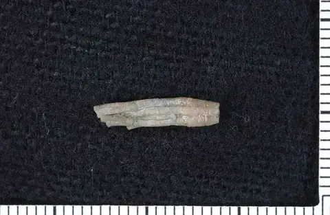 Dokumentasi USNM S2148 dengan identifikasi pada sumber Eustenocrinus springeri. Isi dan label gambar dipertahankan.