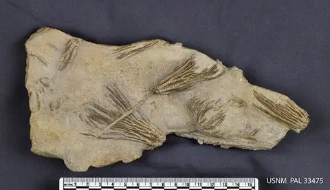 Dokumentasi USNM PAL33475 dengan identifikasi pada sumber Iocrinus subcrassus. Isi dan label gambar dipertahankan.