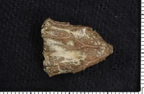 Dokumentasi USNM PAL40759 dengan identifikasi pada sumber Compsocrinus harrisi. Isi dan label gambar dipertahankan.