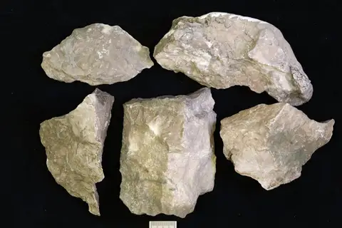 Dokumentasi YPM IP 452364 dengan identifikasi pada sumber Labechia huronensis. Isi dan label gambar dipertahankan.
