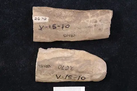 Dokumentasi YPM IP 451487 dengan identifikasi pada sumber Aulacera undulata. Isi dan label gambar dipertahankan.
