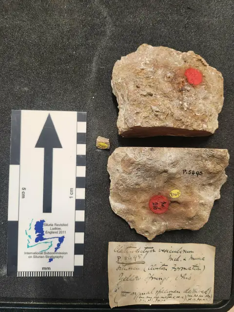 Dokumentasi PI P 5495 a dengan identifikasi pada sumber Clathrodictyon vesiculosum. Isi dan label gambar dipertahankan.