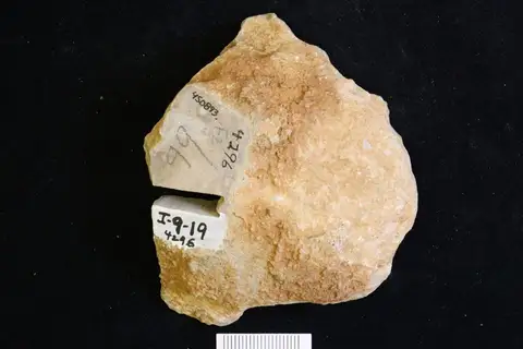 Dokumentasi YPM IP 450893 dengan identifikasi pada sumber Ecclimadictyon fastigiatum. Isi dan label gambar dipertahankan.