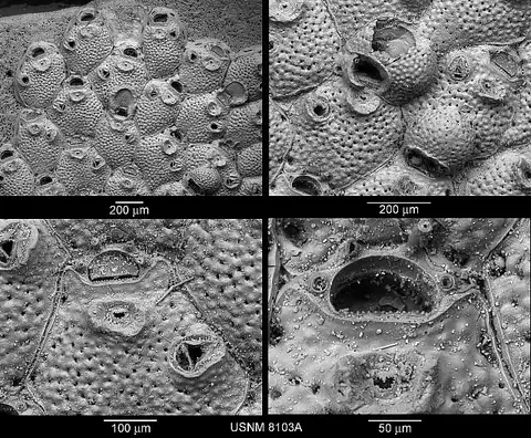 Dokumentasi USNM RB8103 dengan identifikasi pada sumber Microporella ciliata. Isi dan label gambar dipertahankan.