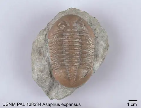 Dokumentasi USNM PAL138234 dengan identifikasi pada sumber Asaphus expansus. Isi dan label gambar dipertahankan.