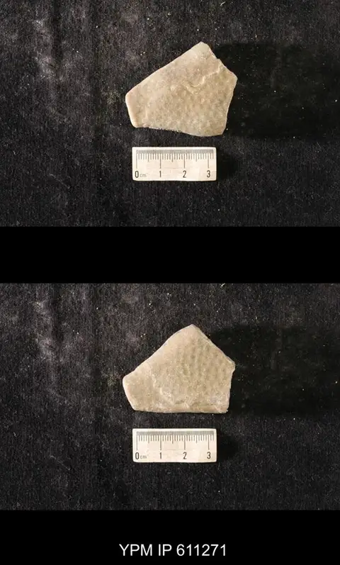 Dokumentasi YPM IP 611271 dengan identifikasi pada sumber Heterotrypa frondosa. Isi dan label gambar dipertahankan.