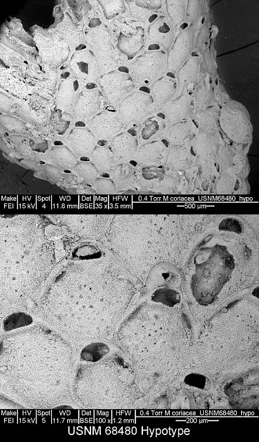 Dokumentasi USNM PAL68480 dengan identifikasi pada sumber Micropora coriacea. Isi dan label gambar dipertahankan.