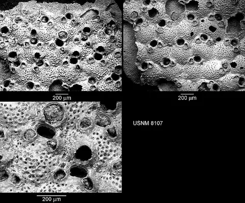 Dokumentasi USNM RB8107 dengan identifikasi pada sumber Microporella coronata. Isi dan label gambar dipertahankan.