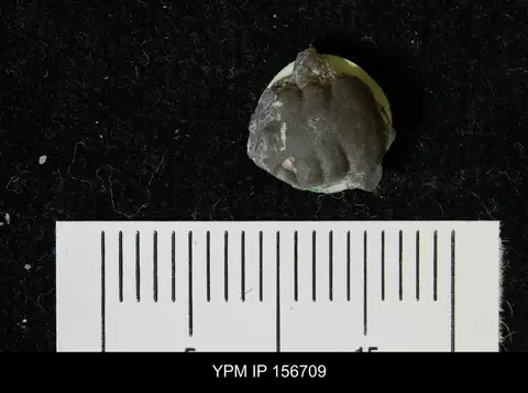 Dokumentasi YPM IP 156709 dengan identifikasi pada sumber Ceraurinus icarus. Isi dan label gambar dipertahankan.