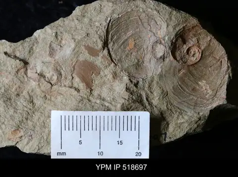 Dokumentasi YPM IP 518697 dengan identifikasi pada sumber Pelecyogyra fezouataensis. Isi dan label gambar dipertahankan.