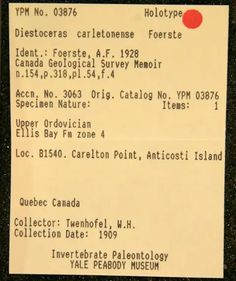 Dokumentasi YPM IP 003876 dengan identifikasi pada sumber Diestoceras carletonense. Isi dan label gambar dipertahankan.