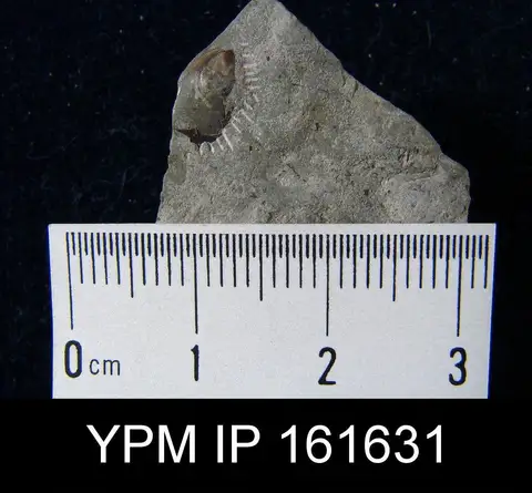 Dokumentasi YPM IP 161631 dengan identifikasi pada sumber Lingula forbesi. Isi dan label gambar dipertahankan.