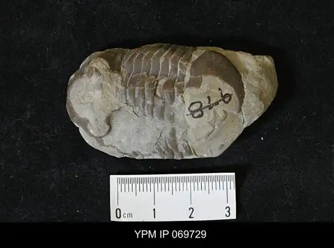 Dokumentasi YPM IP 069729 dengan identifikasi pada sumber Bumastus orbicaudatus. Isi dan label gambar dipertahankan.