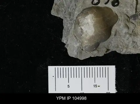 Dokumentasi YPM IP 104998 dengan identifikasi pada sumber Brachyaspis alacer. Isi dan label gambar dipertahankan.