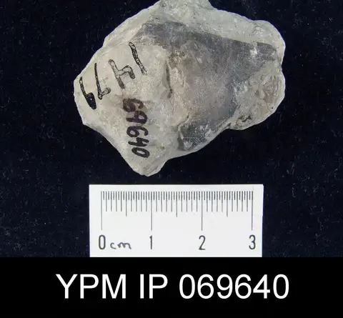 Dokumentasi YPM IP 069640 dengan identifikasi pada sumber Megamyonia vaurealensis. Isi dan label gambar dipertahankan.
