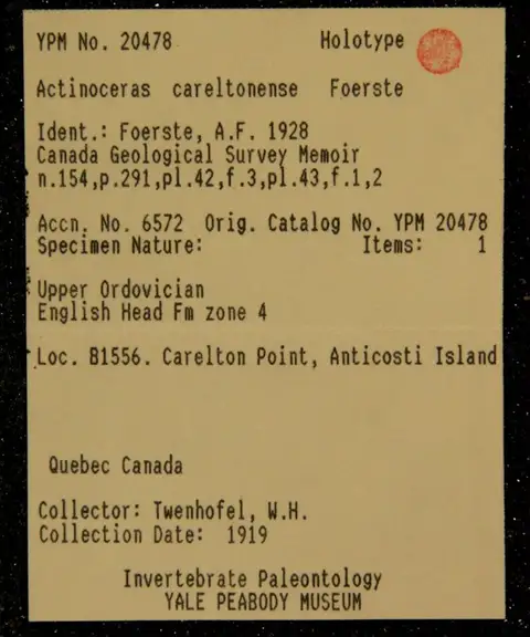 Dokumentasi YPM IP 020478 dengan identifikasi pada sumber Actinoceras carletonense. Isi dan label gambar dipertahankan.