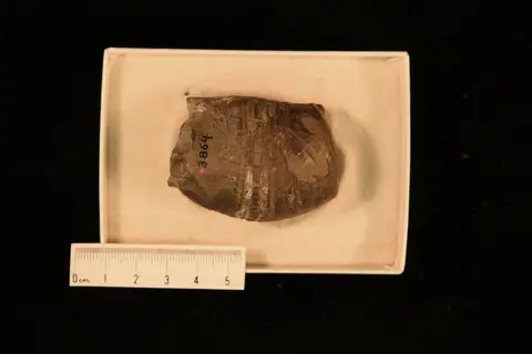 Dokumentasi YPM IP 003864 dengan identifikasi pada sumber Oncoceras carletonense. Isi dan label gambar dipertahankan.