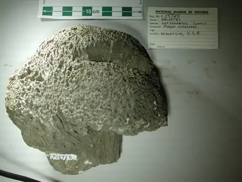 Dokumentasi P 115725 dengan identifikasi pada sumber Halysites catenularia. Isi dan label gambar dipertahankan.