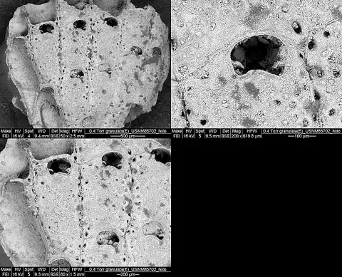 Dokumentasi USNM PAL85703 dengan identifikasi pada sumber Emballotheca granulata. Isi dan label gambar dipertahankan.