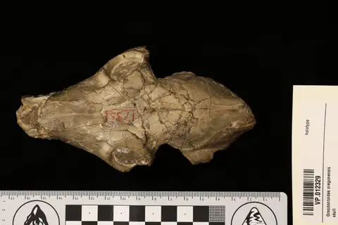 Dokumentasi YPM VP 012329 dengan identifikasi pada sumber Eporeodon (Oreodontoides) oregonensis. Isi dan label gambar dipertahankan.