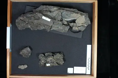 Dokumentasi PV P 10156 a dengan identifikasi pada sumber Leedsichthys problematicus. Isi dan label gambar dipertahankan.