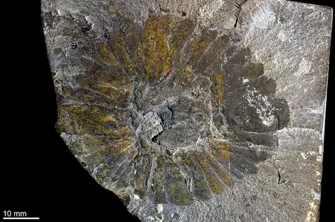 Dokumentasi USNM PAL193907 dengan identifikasi pada sumber Anomalocaris nathorsti. Isi dan label gambar dipertahankan.