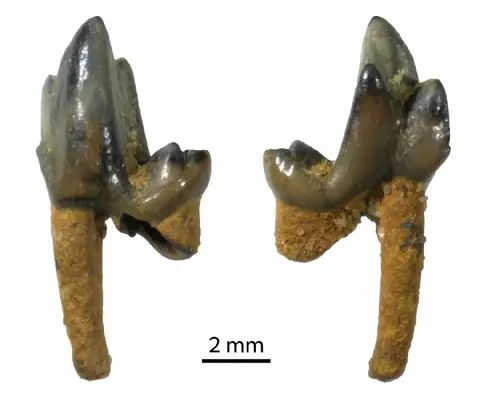 Dokumentasi PV M 117370 dengan identifikasi pada sumber Prototomus girardoti. Isi dan label gambar dipertahankan.