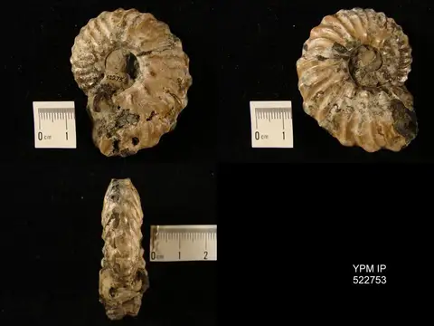 Dokumentasi YPM IP 522753 dengan identifikasi pada sumber Dimorphoplites tethydis. Isi dan label gambar dipertahankan.