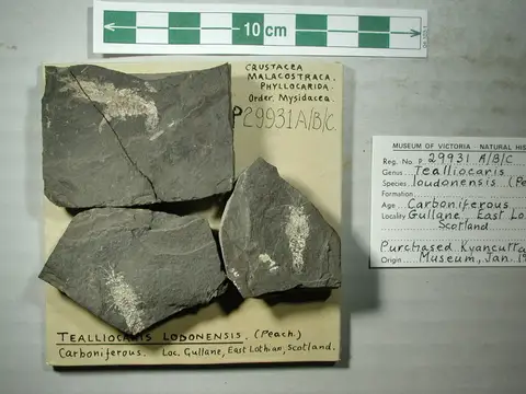 Dokumentasi P 29931 dengan identifikasi pada sumber Tealliocaris loudonensis. Isi dan label gambar dipertahankan.