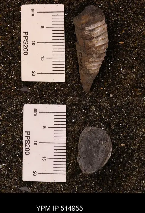 Dokumentasi YPM IP 514955 dengan identifikasi pada sumber Lophophyllidium profundum. Isi dan label gambar dipertahankan.