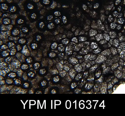 Dokumentasi YPM IP 016374 dengan identifikasi pada sumber Constellaria florida. Isi dan label gambar dipertahankan.