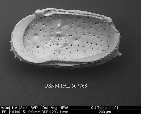 Dokumentasi USNM PAL607768 dengan identifikasi pada sumber Bicornucythere bisanensis. Isi dan label gambar dipertahankan.
