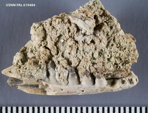 Dokumentasi USNM PAL619484 dengan identifikasi pada sumber Opisthodontosaurus carrolli. Isi dan label gambar dipertahankan.