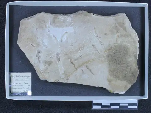 Dokumentasi PV P 287 (1) dengan identifikasi pada sumber Aphanius crassicaudus. Isi dan label gambar dipertahankan.
