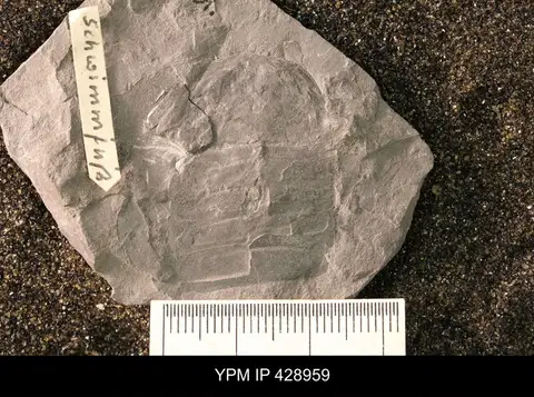 Dokumentasi YPM IP 428959 dengan identifikasi pada sumber Parahughmilleria hefteri. Isi dan label gambar dipertahankan.