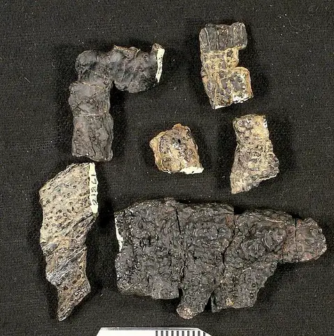 Dokumentasi USNM V21861 dengan identifikasi pada sumber Astreptorhachis ohioensis. Isi dan label gambar dipertahankan.