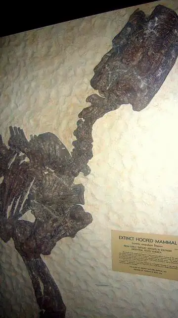 Dokumentasi USNM V13879 dengan identifikasi pada sumber Scarrittia canquelensis. Isi dan label gambar dipertahankan.