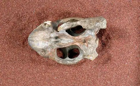 Dokumentasi USNM V23342 dengan identifikasi pada sumber Robertia broomiana. Isi dan label gambar dipertahankan.